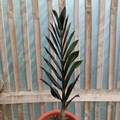 Zamioculcas Zamiifolia Black, real gallery image #3 plants. Picture taken directly from kaktus.id community Zamioculcas farmer green houses.