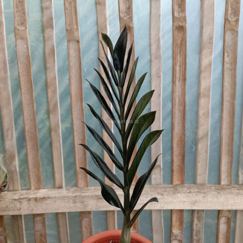 Zamioculcas Zamiifolia Black, real gallery image #2 plants. Picture taken directly from kaktus.id community Zamioculcas farmer green houses.