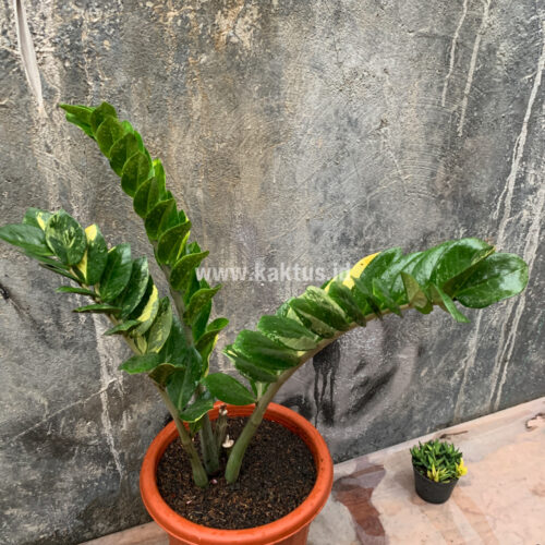 Zamioculcas Zamiifolia Variegated, real gallery image #4 plants. Picture taken directly from kaktus.id community Zamioculcas farmer green houses.