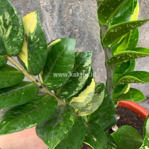Zamioculcas Zamiifolia Variegated, real gallery image #2 plants. Picture taken directly from kaktus.id community Zamioculcas farmer green houses.