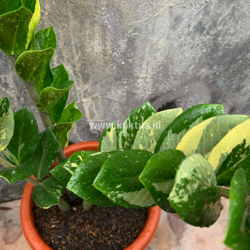 Zamioculcas Zamiifolia Variegated, real gallery image #6 plants. Picture taken directly from kaktus.id community Zamioculcas farmer green houses.