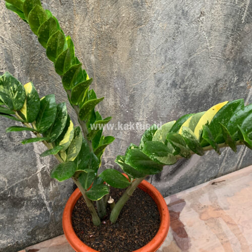 Zamioculcas Zamiifolia Variegated, real gallery image #8 plants. Picture taken directly from kaktus.id community Zamioculcas farmer green houses.