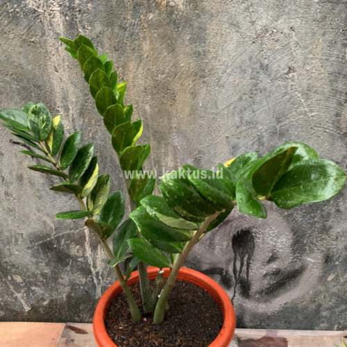 Zamioculcas Zamiifolia Variegated, real gallery image #9 plants. Picture taken directly from kaktus.id community Zamioculcas farmer green houses.