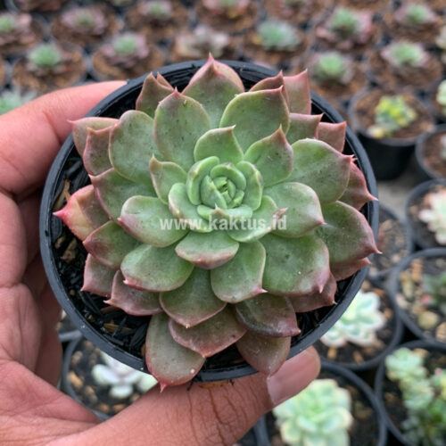 Echeveria Mocca, real gallery image #2 plants. Picture taken directly from kaktus.id community Echeveria farmer green houses.