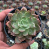 Echeveria Mocca, real gallery image #3 plants. Picture taken directly from kaktus.id community Echeveria farmer green houses.