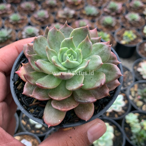 Echeveria Mocca, real gallery image #4 plants. Picture taken directly from kaktus.id community Echeveria farmer green houses.