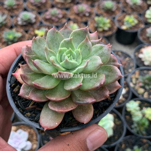 Echeveria Mocca, real gallery image #5 plants. Picture taken directly from kaktus.id community Echeveria farmer green houses.