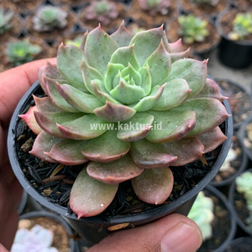 Echeveria Mocca, real gallery image #1 plants. Picture taken directly from kaktus.id community Echeveria farmer green houses.