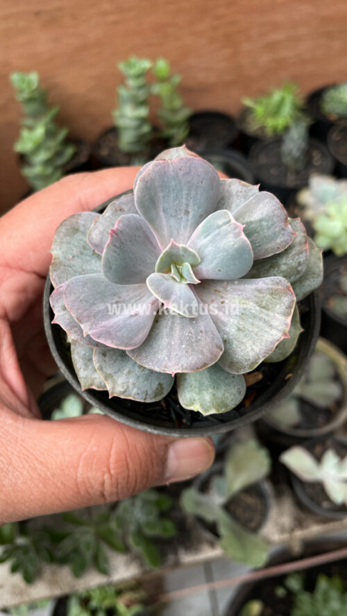 Echeveria Perle Gray Splash, real gallery image #12 plants. Picture taken directly from kaktus.id community Echeveria farmer green houses.