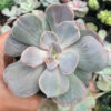 Echeveria Perle Gray Splash, real gallery image #8 plants. Picture taken directly from kaktus.id community Echeveria farmer green houses.