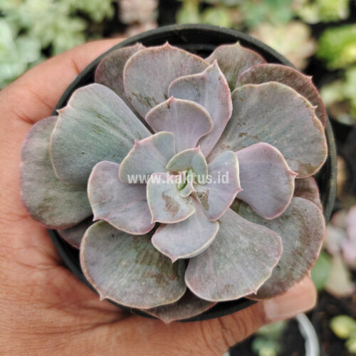 Echeveria Perle Gray Splash, real gallery image #9 plants. Picture taken directly from kaktus.id community Echeveria farmer green houses.