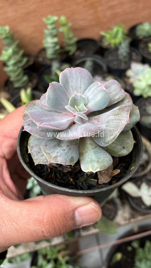 Echeveria Perle Gray Splash, real gallery image #4 plants. Picture taken directly from kaktus.id community Echeveria farmer green houses.