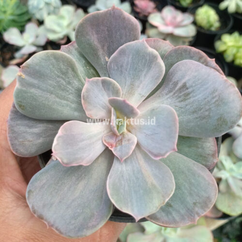 Echeveria Perle Gray Splash, real gallery image #5 plants. Picture taken directly from kaktus.id community Echeveria farmer green houses.