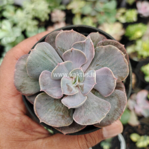 Echeveria Perle Gray Splash, real gallery image #6 plants. Picture taken directly from kaktus.id community Echeveria farmer green houses.