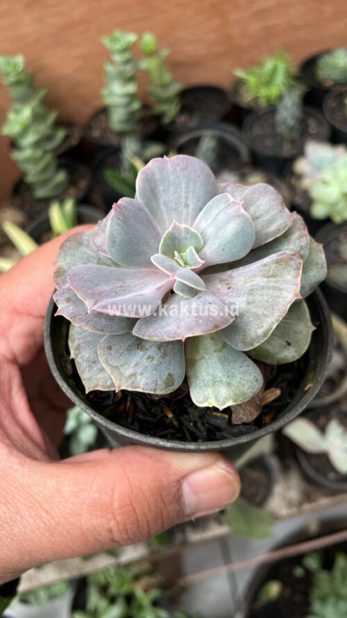 Echeveria Perle Gray Splash, real gallery image #7 plants. Picture taken directly from kaktus.id community Echeveria farmer green houses.