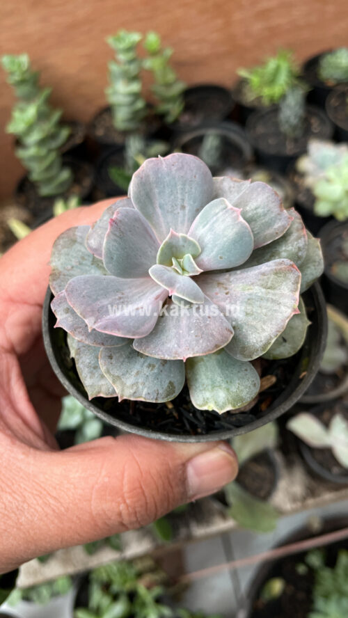 Echeveria Perle Gray Splash, real gallery image #2 plants. Picture taken directly from kaktus.id community Echeveria farmer green houses.