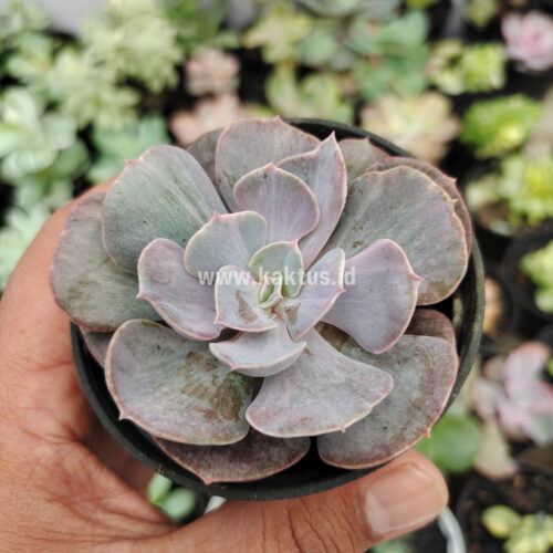 Echeveria Perle Gray Splash, real gallery image #10 plants. Picture taken directly from kaktus.id community Echeveria farmer green houses.