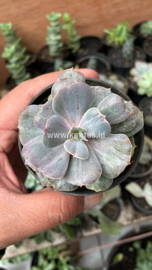 Echeveria Perle Gray Splash, real gallery image #3 plants. Picture taken directly from kaktus.id community Echeveria farmer green houses.