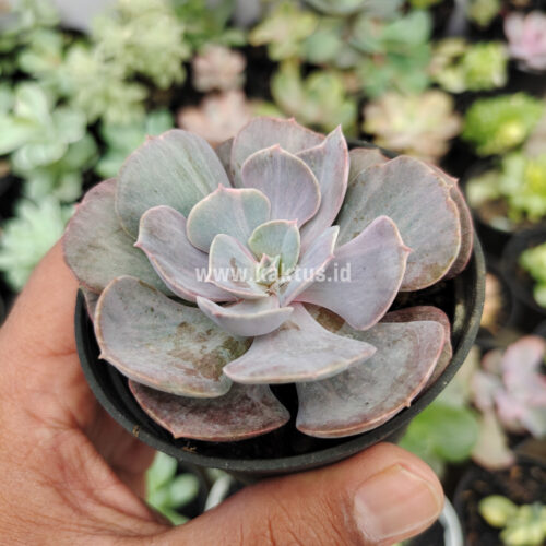 Echeveria Perle Gray Splash, real gallery image #11 plants. Picture taken directly from kaktus.id community Echeveria farmer green houses.