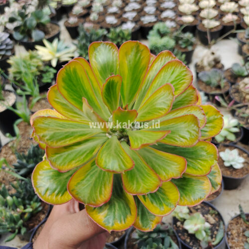 Euphorbia Poissonii Variegated, real gallery image #2 plants. Picture taken directly from kaktus.id community Euphorbia farmer green houses.