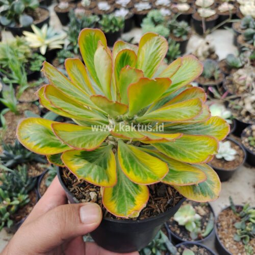 Euphorbia Poissonii Variegated, real gallery image #3 plants. Picture taken directly from kaktus.id community Euphorbia farmer green houses.