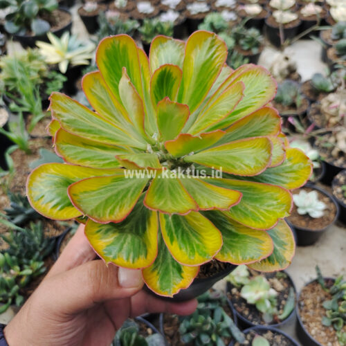 Euphorbia Poissonii Variegated, real gallery image #5 plants. Picture taken directly from kaktus.id community Euphorbia farmer green houses.