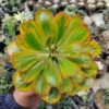 Euphorbia Poissonii Variegated, real gallery image #6 plants. Picture taken directly from kaktus.id community Euphorbia farmer green houses.