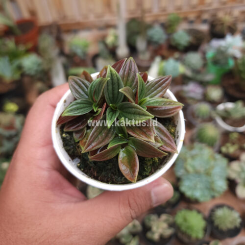 Peperomia Red Rosso, real gallery image #7 plants. Picture taken directly from kaktus.id community Peperomia farmer green houses.