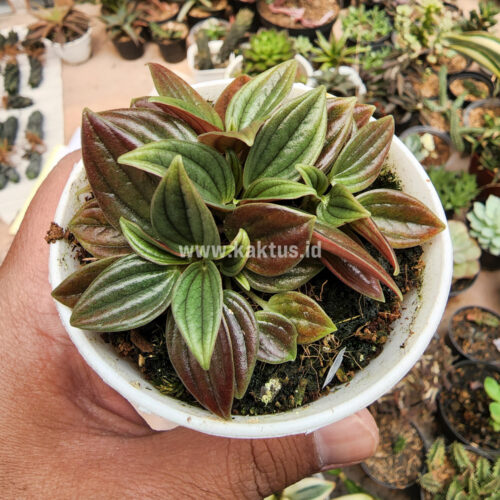 Peperomia Red Rosso, real gallery image #2 plants. Picture taken directly from kaktus.id community Peperomia farmer green houses.