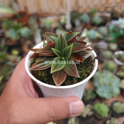 Peperomia Red Rosso, real gallery image #8 plants. Picture taken directly from kaktus.id community Peperomia farmer green houses.