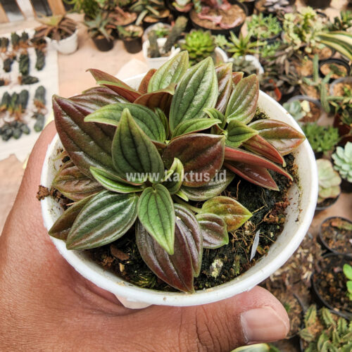 Peperomia Red Rosso, real gallery image #3 plants. Picture taken directly from kaktus.id community Peperomia farmer green houses.