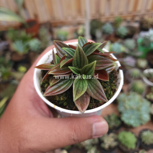 Peperomia Red Rosso, real gallery image #9 plants. Picture taken directly from kaktus.id community Peperomia farmer green houses.