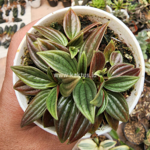 Peperomia Red Rosso, real gallery image #4 plants. Picture taken directly from kaktus.id community Peperomia farmer green houses.