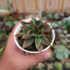 Peperomia Red Rosso, real gallery image #10 plants. Picture taken directly from kaktus.id community Peperomia farmer green houses.
