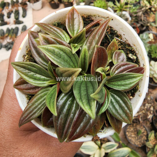 Peperomia Red Rosso, real gallery image #5 plants. Picture taken directly from kaktus.id community Peperomia farmer green houses.