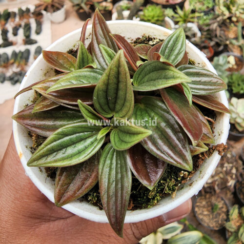 Peperomia Red Rosso, real gallery image #6 plants. Picture taken directly from kaktus.id community Peperomia farmer green houses.