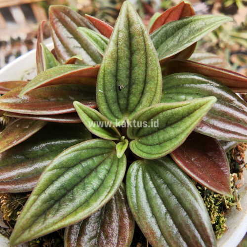 Peperomia Red Rosso, real gallery image #1 plants. Picture taken directly from kaktus.id community Peperomia farmer green houses.