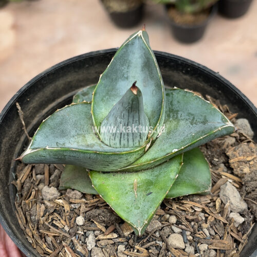 Agave Pumila, real gallery image #18 plants. Picture taken directly from kaktus.id community Agave farmer green houses.