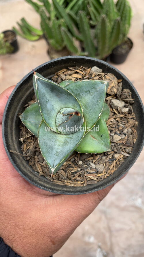 Agave Pumila, real gallery image #19 plants. Picture taken directly from kaktus.id community Agave farmer green houses.