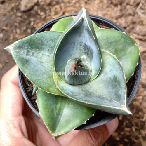 Agave Pumila, real gallery image #1 plants. Picture taken directly from kaktus.id community Agave farmer green houses.
