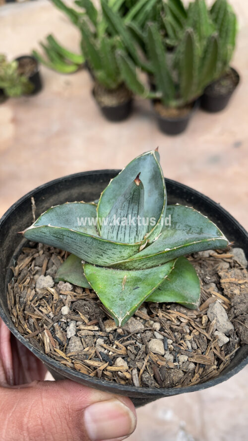 Agave Pumila, real gallery image #4 plants. Picture taken directly from kaktus.id community Agave farmer green houses.