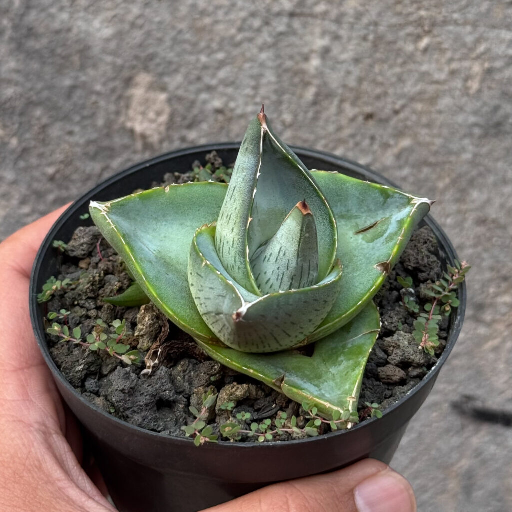 kaktus.id