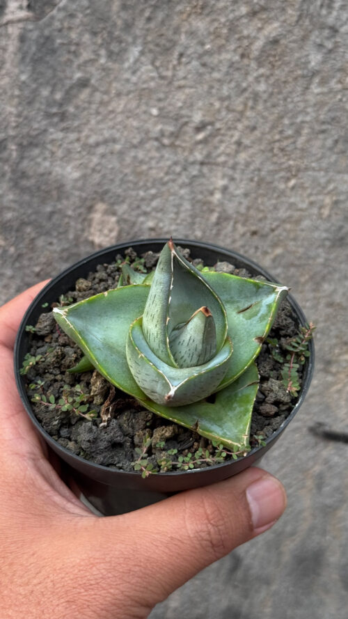 Agave Pumila, real gallery image #5 plants. Picture taken directly from kaktus.id community Agave farmer green houses.