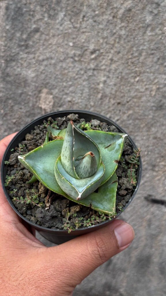 kaktus.id