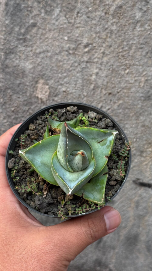 Agave Pumila, real gallery image #17 plants. Picture taken directly from kaktus.id community Agave farmer green houses.