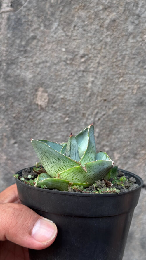 Agave Pumila, real gallery image #20 plants. Picture taken directly from kaktus.id community Agave farmer green houses.