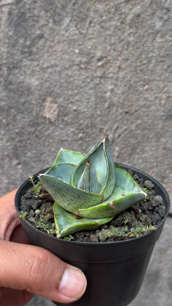 kaktus.id