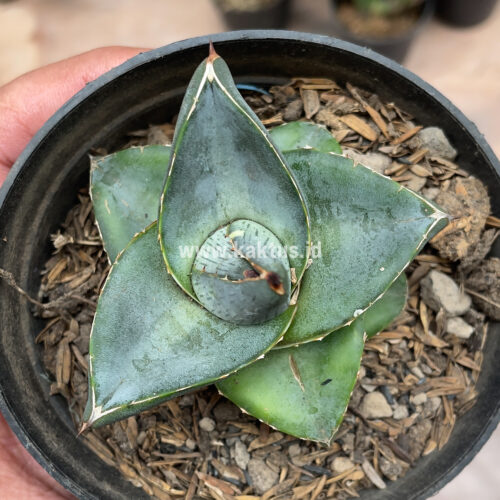 Agave Pumila, real gallery image #16 plants. Picture taken directly from kaktus.id community Agave farmer green houses.