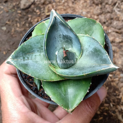 Agave Pumila, real gallery image #6 plants. Picture taken directly from kaktus.id community Agave farmer green houses.