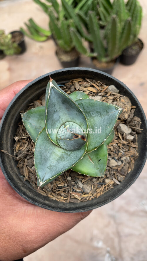 Agave Pumila, real gallery image #15 plants. Picture taken directly from kaktus.id community Agave farmer green houses.